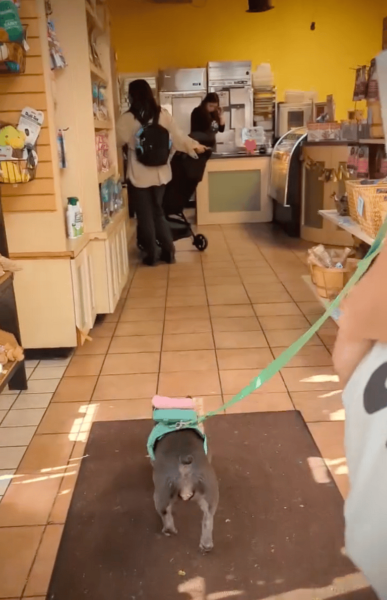 Too Cute to Handle! French Bulldog Celebrates 2nd Birthday in Style at The Dog Bakery